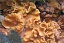 Cabbage Leather Coral - Lobophytum crassum