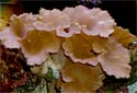 Cabbage Leather Coral - Sinularia dura