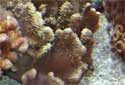 Devil's Hand Coral - Lobophytum Sp.