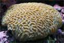 Maze Brain Coral - Platygyra Sp.