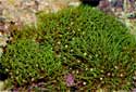 Green Star Polyps - Pachyclavularia violacea