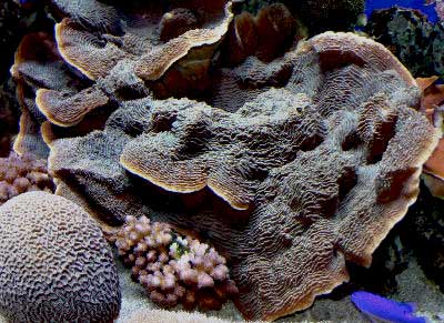 coral skin