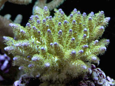 Acropora Coral Care
