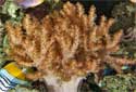 Finger Leather Coral - Alcyonium sp.
