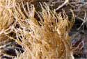 Waving Hand Coral - Anthelia sp.
