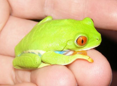 [http://animal-world.com/encyclo/reptiles/amphibians/images/frogs_toads/RedEyedTreeFrogWHAF_Ap7AF.jpg]