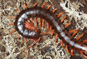Vietnamese Centipede - Scolopendra subspinipes