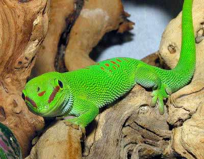 pet lizard types