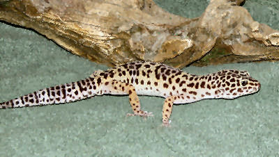 Leopard Gecko Blue