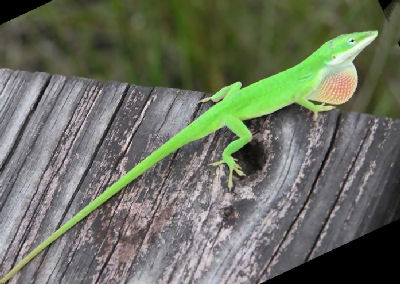 What do green anoles eat?