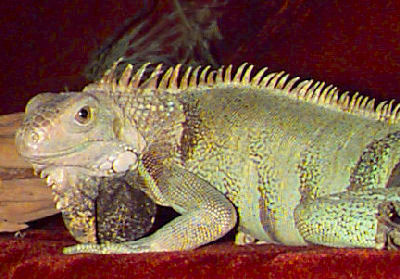 http://animal-world.com/encyclo/reptiles/lizards_iguanid/images/GreenIguanaWHLI_DD3I49.jpg