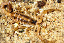 Animal-World info on Striped Scorpion