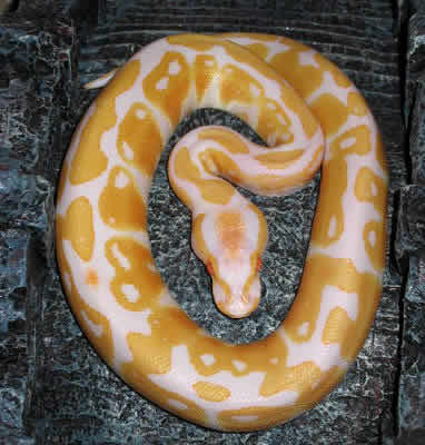 boa python