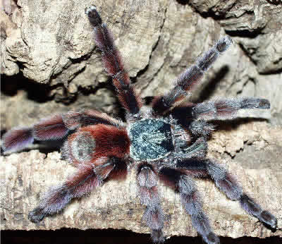 Antilles Pink Toed TarantulaAntilles Pink-toed Tree Spider, Martinique Red 