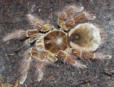 Spider on Goliath Bird Eating Spider  Theraphosa Blondi Goliath Tarantuala