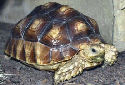 The Sulcata Tortoise