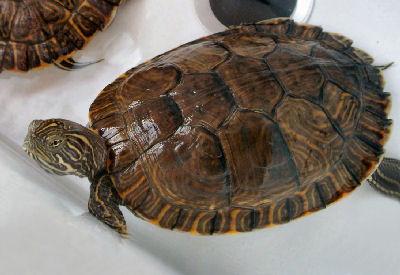 Male Painted Turtle Size