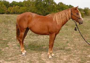 Image result for light horses