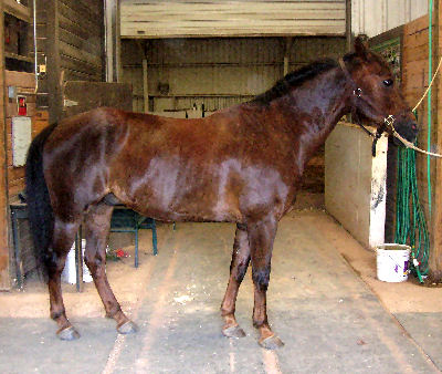 Family: Equidae Morgan Horse, Picture of a Morgan