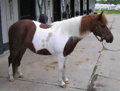 What are the care requirements of mini ponies?