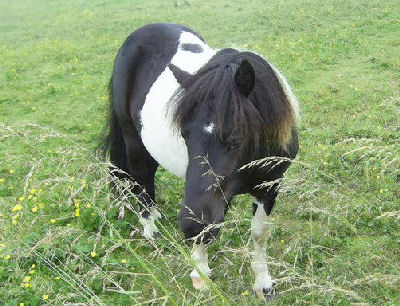 http://animal-world.com/horses/Pony-Breeds/images/ShetlandPonyWPP_AcUwPCc.jpg