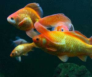 different goldfish