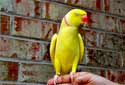 Caring for your Parakeet
