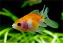 Goldfish as a Class Pet