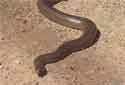 Animal-World’s Featured Animal of the Week: The Eastern Brown Snake