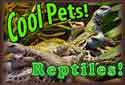 Cool Pets! Reptiles… lizards, snakes, turtles and tortoises