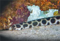 The Spotted Snake Eels