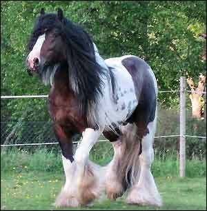 Draft Horse - Gypsy Vanner named Bonanza