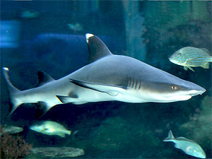 home aquarium sharks