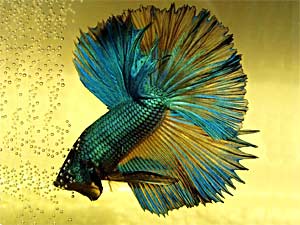 betta fry food for sale