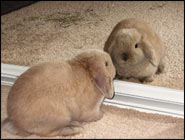 Bunny Companions, Do Rabbits Make Good Pets?