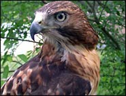 Falconry, Part 2: Becoming a Falconer Apprentice to Master