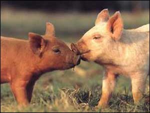 15 Cute Animals Kissing! Sharing Valentine's Day love