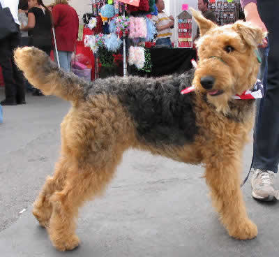 Airedale Terrier Picture, also called Airedale, Waterside Terrier and King of Terriers