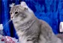 Click for more info on American Curl Cat
