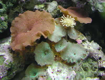 Corallimorph Assortment of Different Types of Mushrooms
