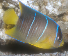 Blue Angelfish - Juvenile