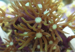 Picture of a Brown Star Polyps 