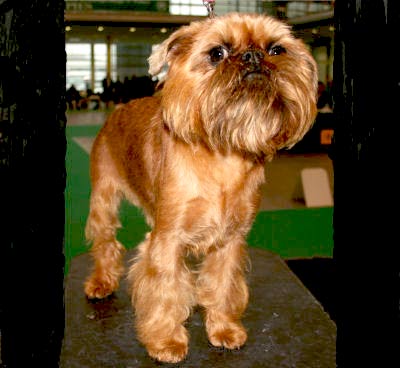 Brussels Griffon, also called Griffon, Belgian Griffon, Griffon Bruxellois and Griff