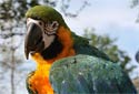 Click for info on the Catablu Macaws