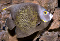 Click for more info on French Angelfish