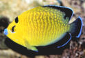 Click for more info on Goldflake Angelfish