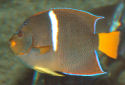 Click for more info on King Angelfish