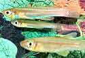 Click for more info on Lampeye Killifish