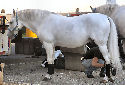 Click for more info on Lipizzaner