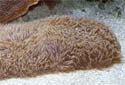 Click for more info on Slipper Coral